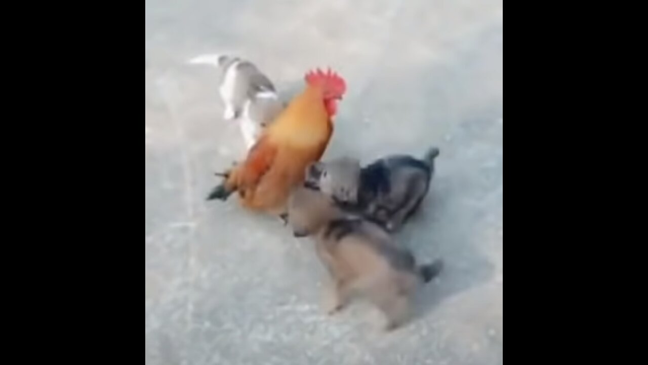 VERY FUNNY CHICKEN VS DOG VIDEO