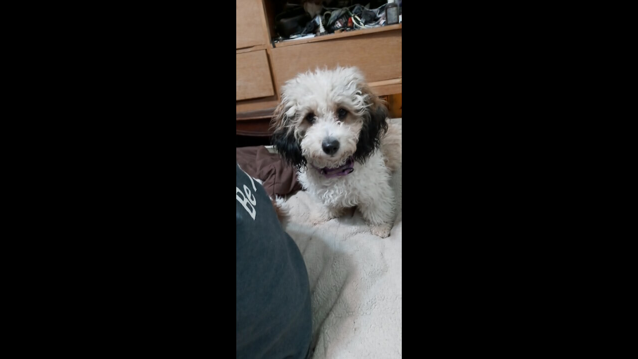 Foxy looking Havapoo playing with Cavapoo