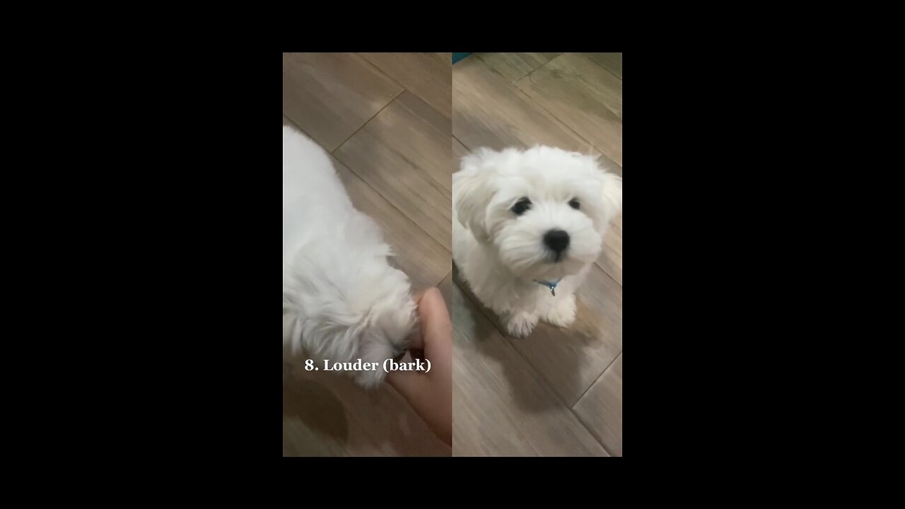 Lady records a video after she trains her dog to see the results!