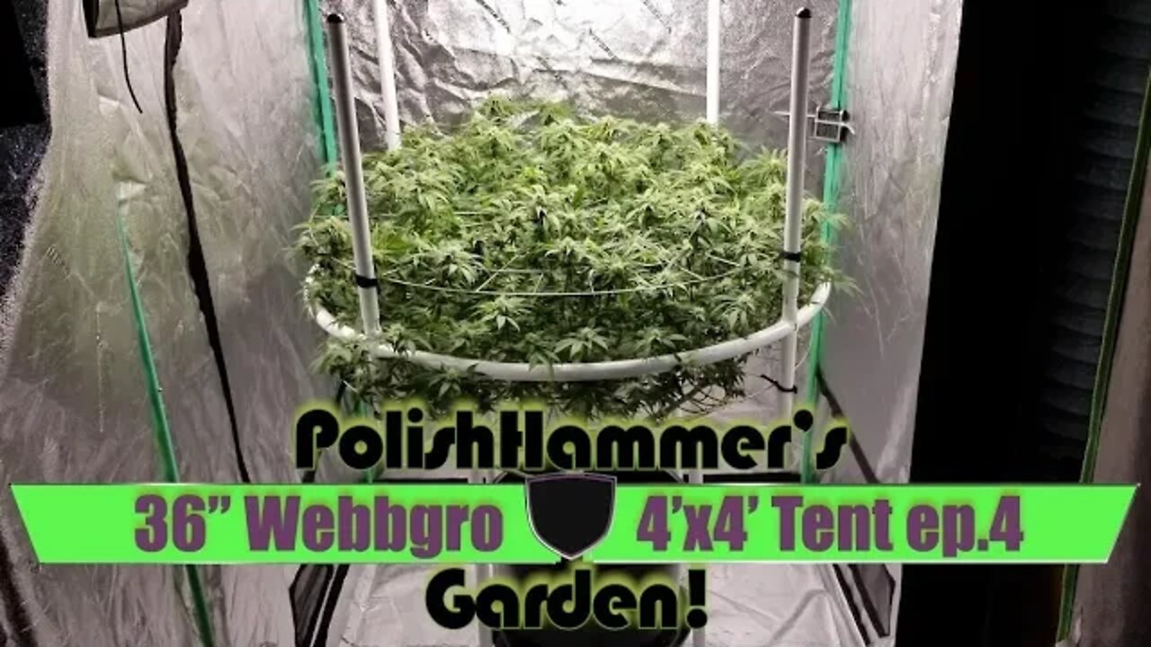 Webbgro System Geeklight FloraFlex Vivosun North Genetics Spacedust Cannabis Grow Ep4