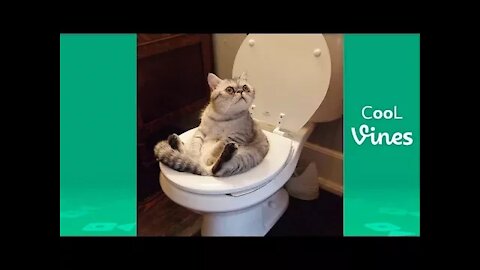 Try not to laugh Challenger - funny cat & dog vines compilation