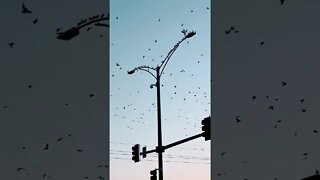 Birds Are Taking Over