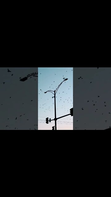 Birds Are Taking Over