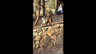 Westie & goat besties chase each other all over the farm