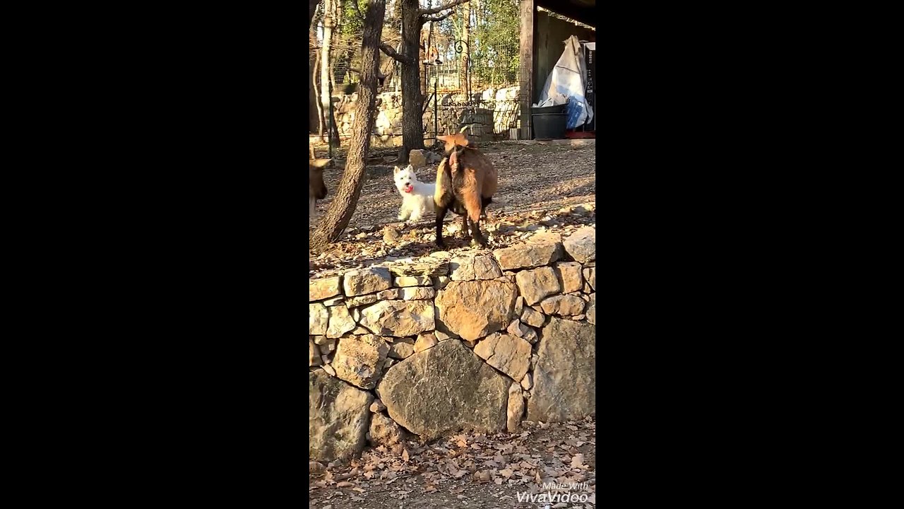 Westie & goat besties chase each other all over the farm