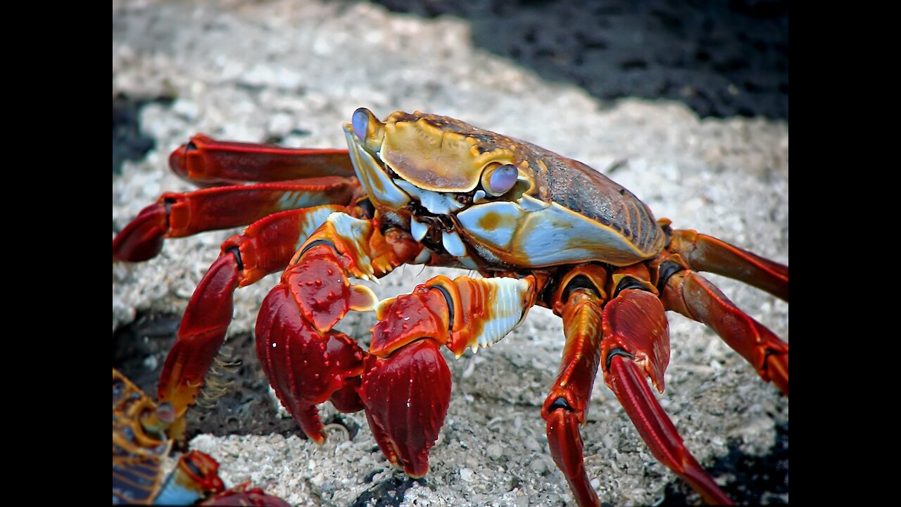 Crab Dance funny animals