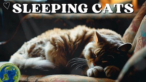 CUTE sleeping CATS | CUTE CATS video | Cats Videos | Adorable Sleepy Cats