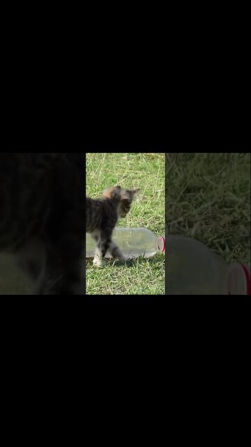 Две брошенные кошки В лесу