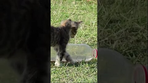 Две брошенные кошки В лесу