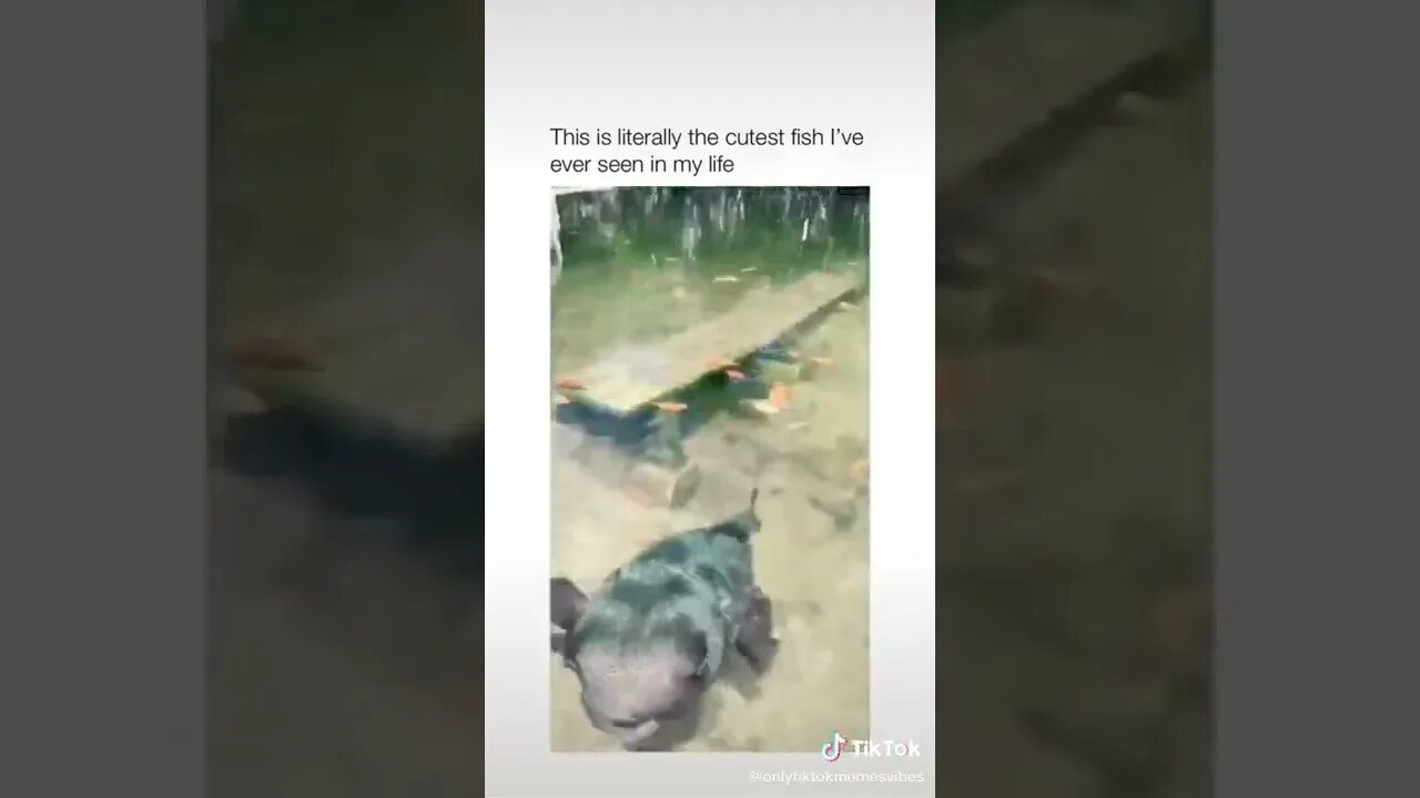 Look At This Fish tiktok onlytiktokmemesvibes