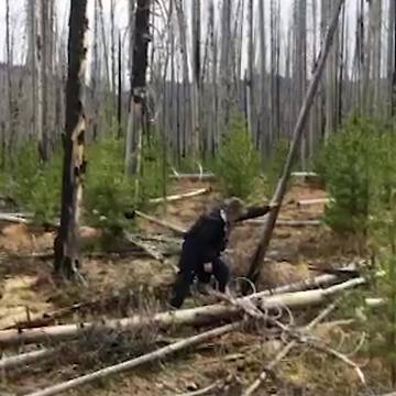 Woman Tries To Push Tree Over One-Handed and Succeeds But Then Trips and Falls