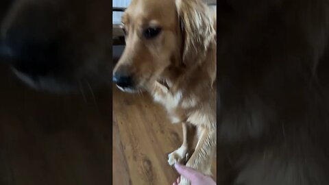 Our golden #goldenretriever prays for his food