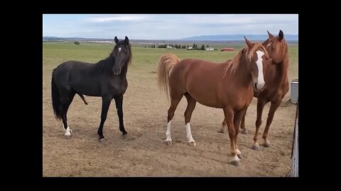 Horse Breeding 2021