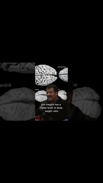 We don't have the biggest brain-to-body ratio among animals - Neil Degrasse Tyson and Joe Rogan