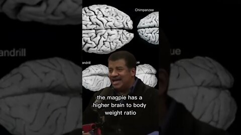 We don't have the biggest brain-to-body ratio among animals - Neil Degrasse Tyson and Joe Rogan