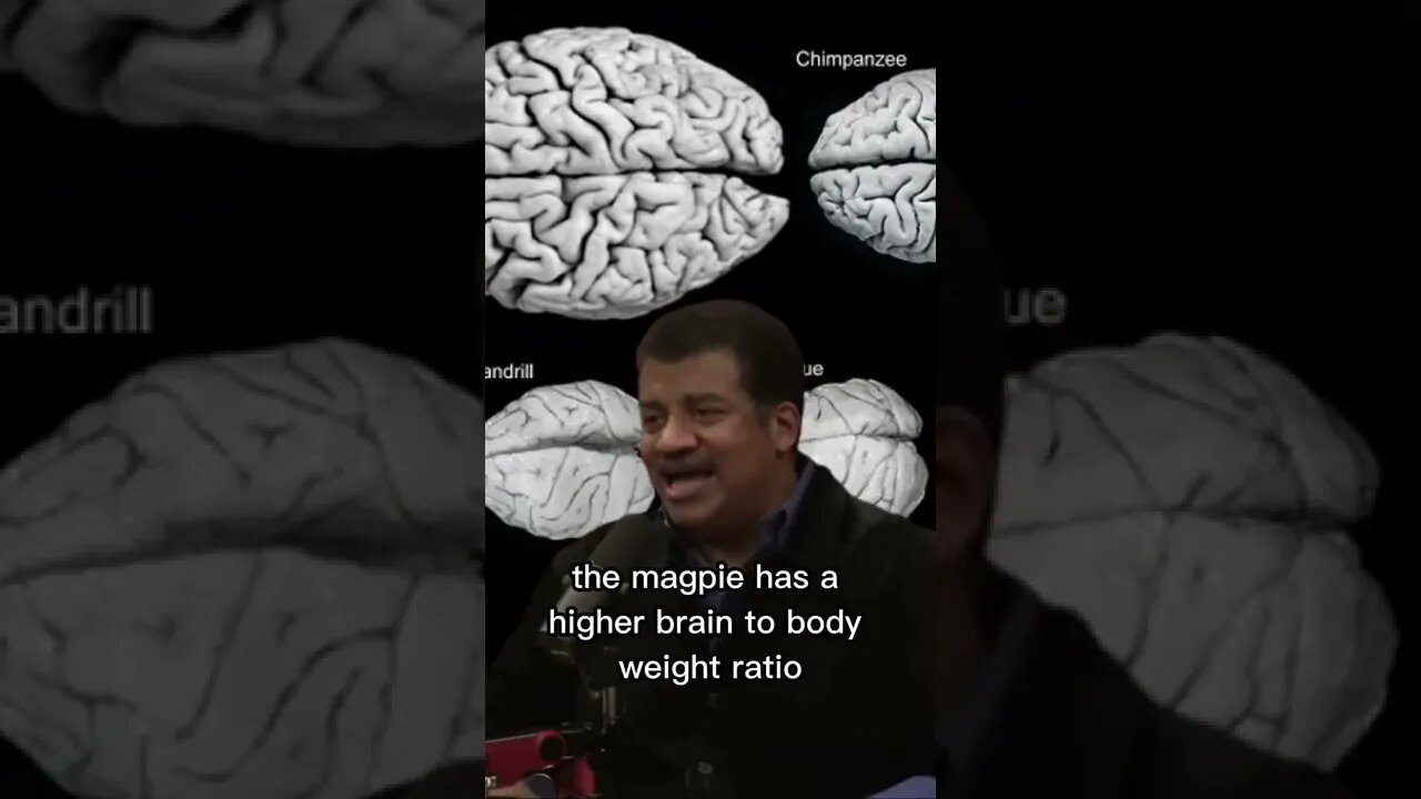 We don't have the biggest brain-to-body ratio among animals - Neil Degrasse Tyson and Joe Rogan