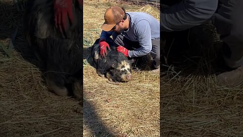 Carter is such a sweet boy! 🐷🤍 #kunekune #pigs #animals #farmlife #fy #fyp #bellyrubs