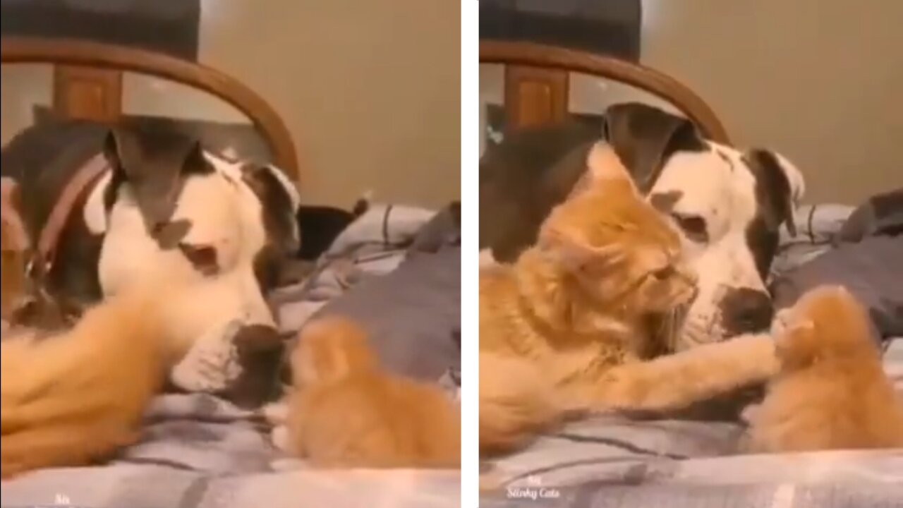 A cat Introducing her one week old baby to her best friend.