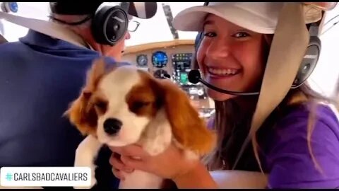 Sweet Little Babs Flying in the Airplane with Grandpa❤️🐶