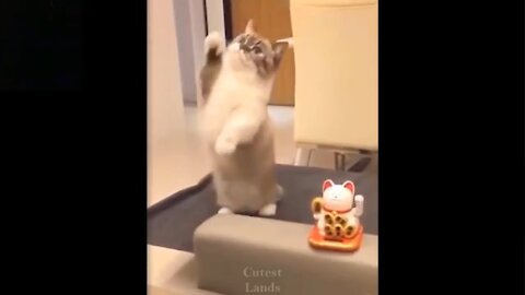 watch these cats go crazy, funny#1