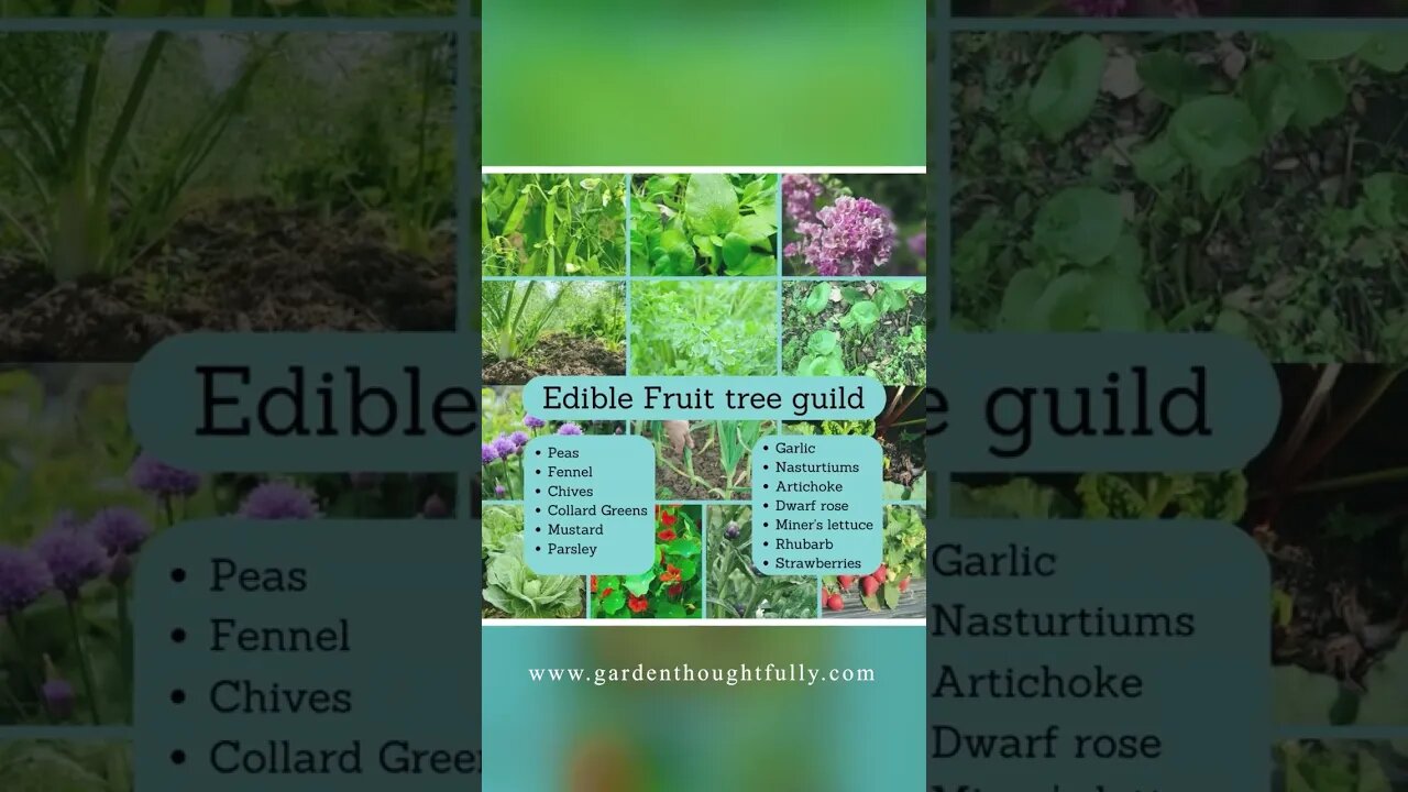 Fruit Tree Guilds 🥭🍎🍇