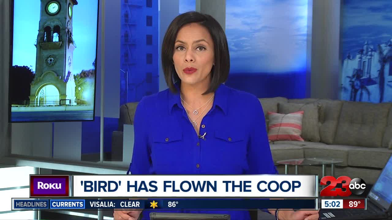 Have 'Bird' scooters flown the coop in Bakersfield?