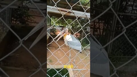 សត្វតាដក់ #shorts