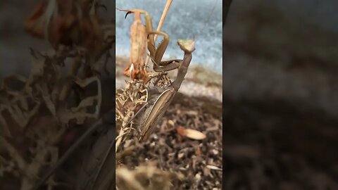 Tan Praying Mantis #prayingmantis #prayingmantisofinstagram #bugslife #bug #insects #creatures #tyt