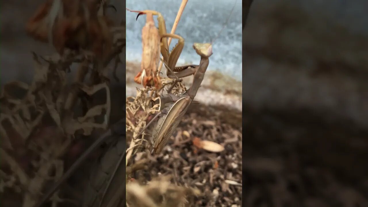 Tan Praying Mantis #prayingmantis #prayingmantisofinstagram #bugslife #bug #insects #creatures #tyt