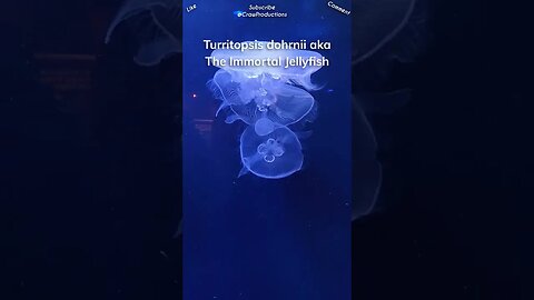 Jellyfish