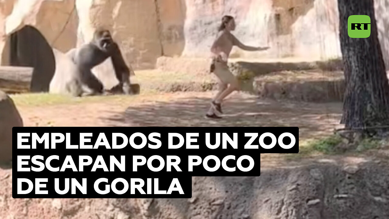 Angustioso momento de empleados de un zoo atrapados en el recinto de un agitado gorila