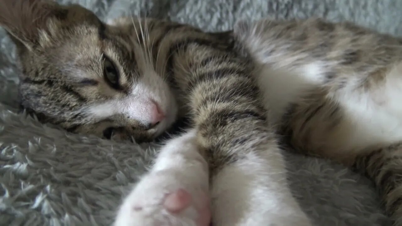 I Can Sleep on My Forehead and Purr