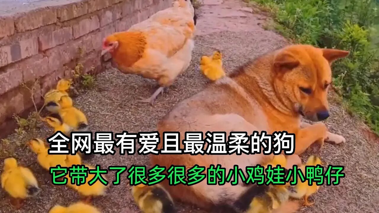 它是全网最有爱且最温柔的狗,它带大了很多很多的小鸡娃小鸭仔,在家禽界有着最高的辈分,虽然跨越物种,却能对小动物们无限的爱护