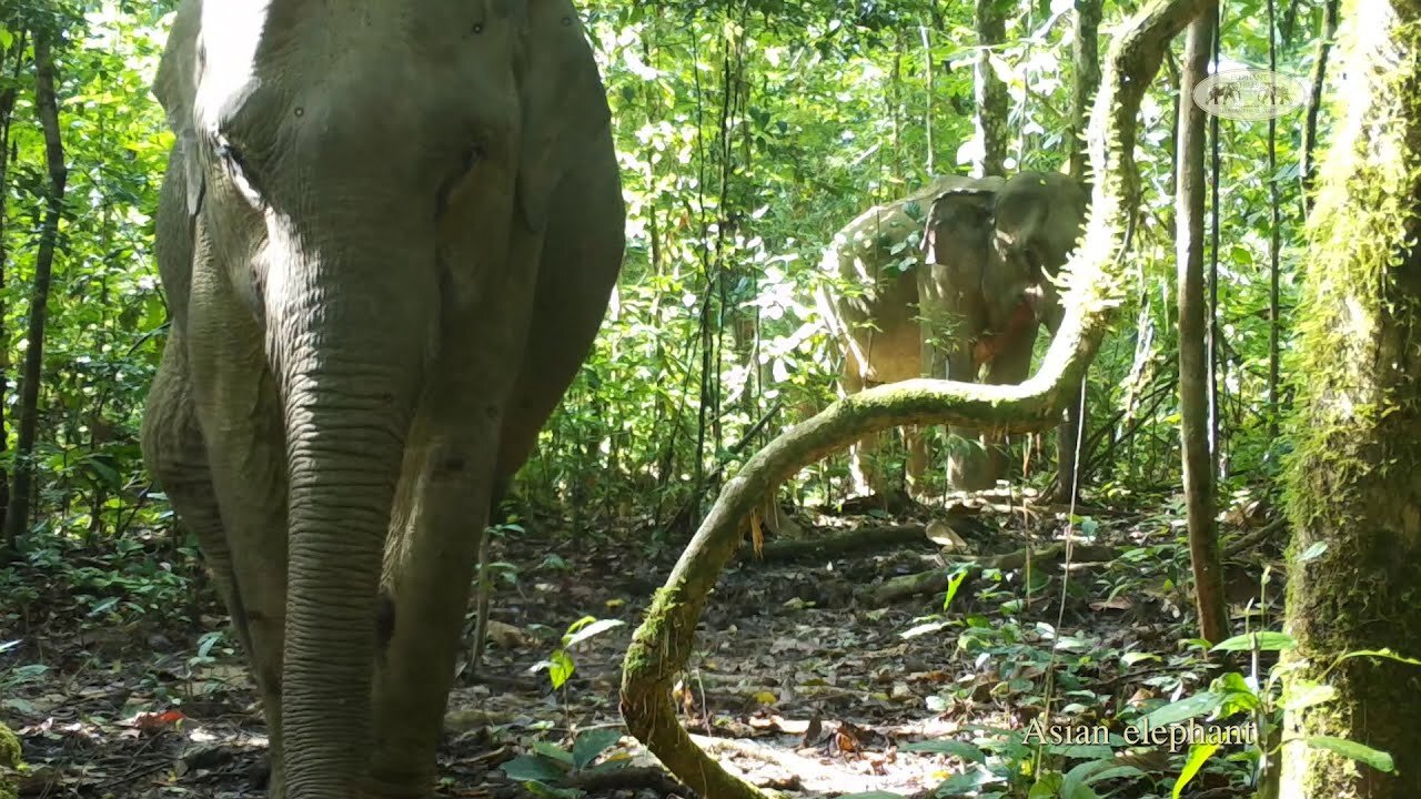 Elephant herd with a baby and sole males caught on Elephant Hills’ camera traps in Khao Sok