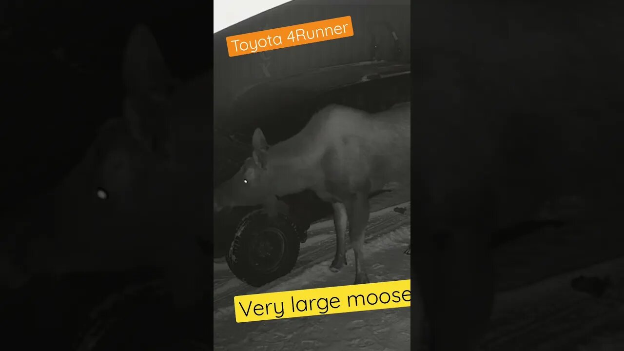 Very large moose next to Toyota 4Runner