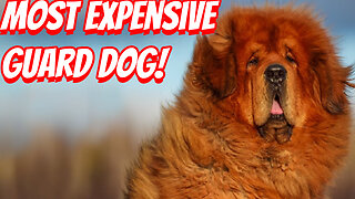 How Expensive Are Tibetan Mastiff To Own!