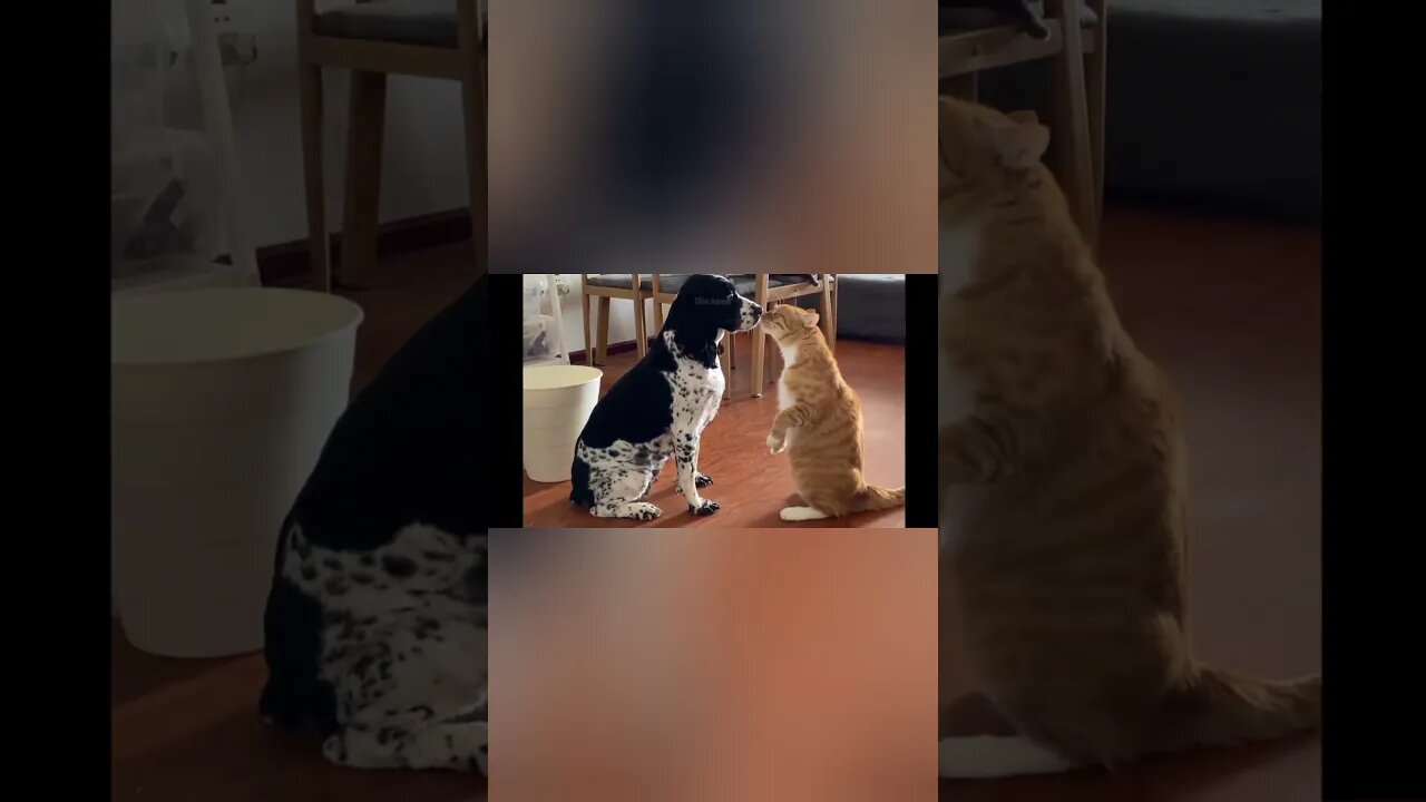 funny Cats compilation video