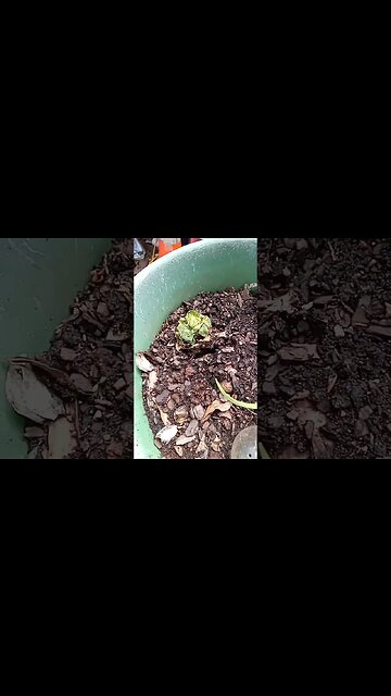 ides of march garden update