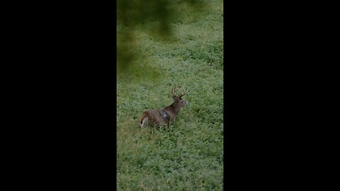 Perfect Archery Shot Placement On A 7.5 Year Old BIG BUCK!