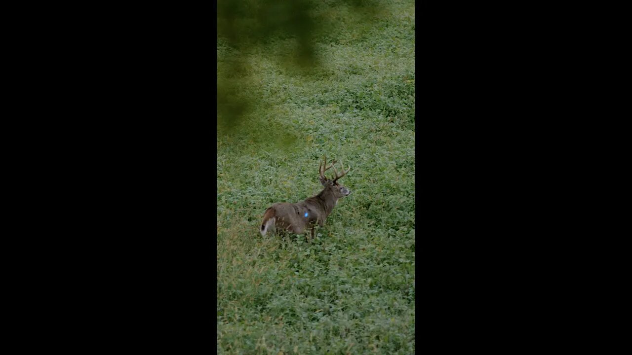 Perfect Archery Shot Placement On A 7.5 Year Old BIG BUCK!