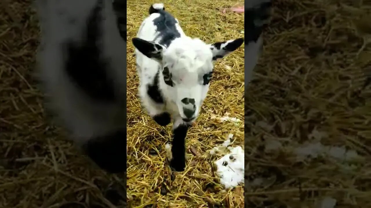 #babygoat #goats #homesteadlife #homesteading #farmlife #farmanimals #cuteanimals #babyanimals