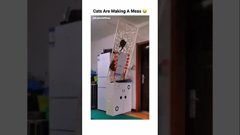 Funny Cat Memes 😂 pt.34 #shorts