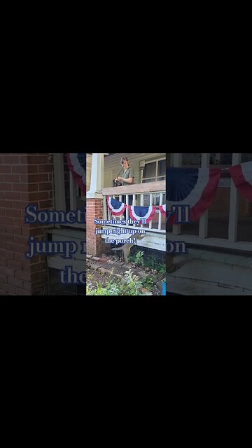 Cat-fishing off the porch... #garden #cats #catfishing #potager #friends #catfishboogie