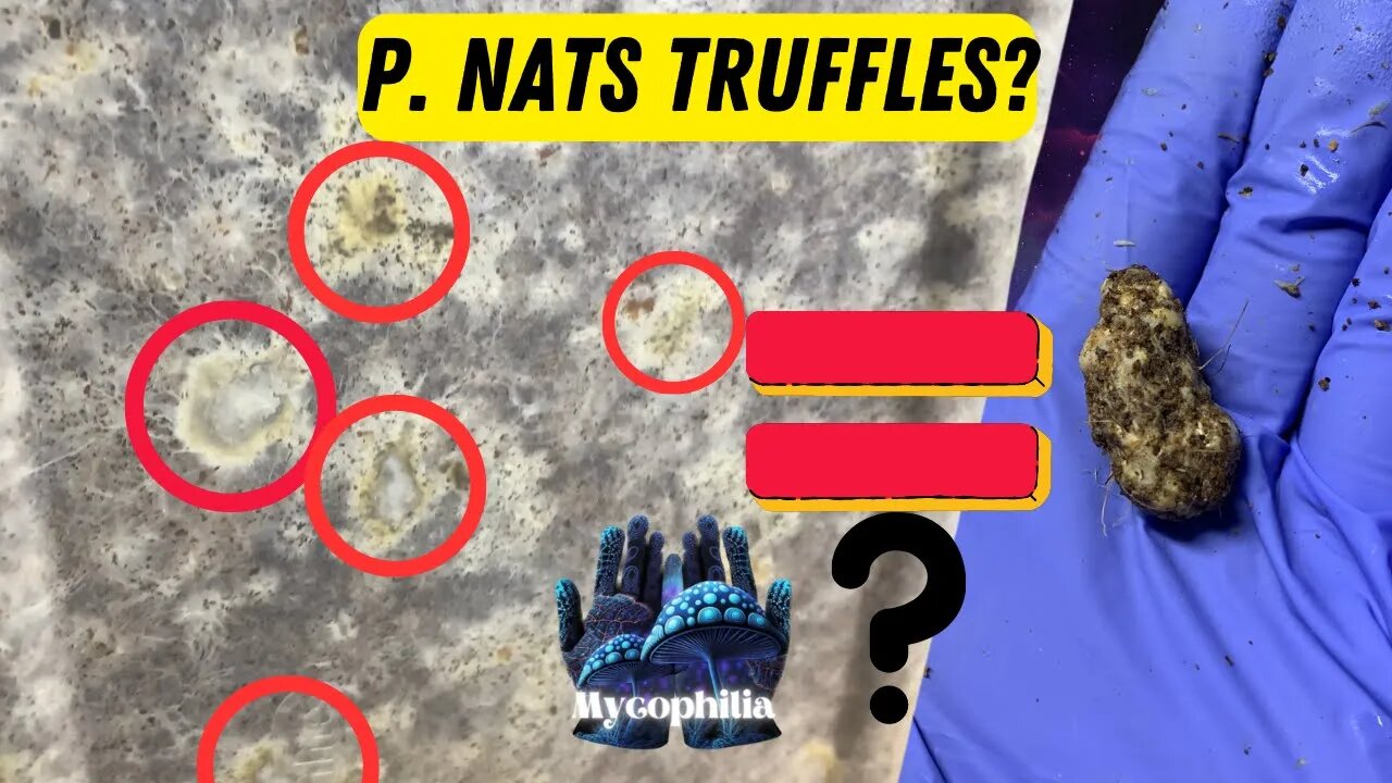 Do Nats Produce Truffles (Sclerotia)? Plus Top Fruiting Update!