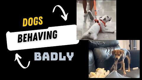 DOGS BEHAVING BADLY