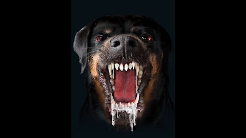 Most dangerous dog in the world 😱😱😱
