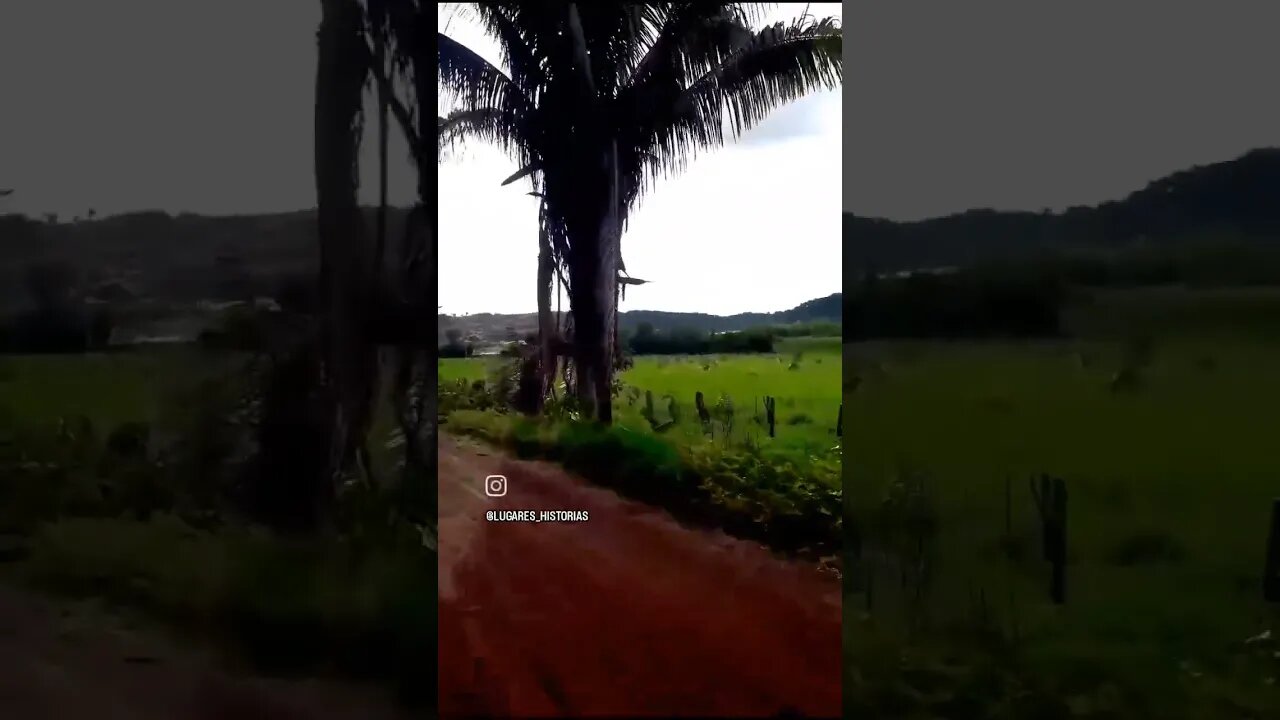 Bacaba