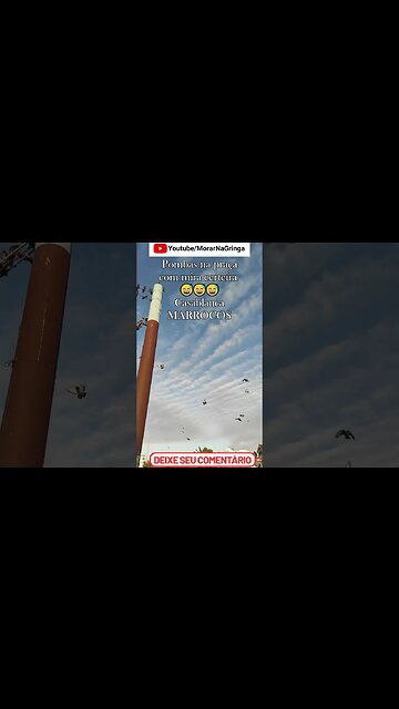 Pombas com Mira Laser