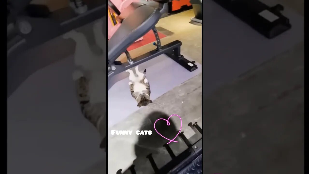🐈Funny Cats Videos🐈Cats Playing 2022🐈#shorts #cat