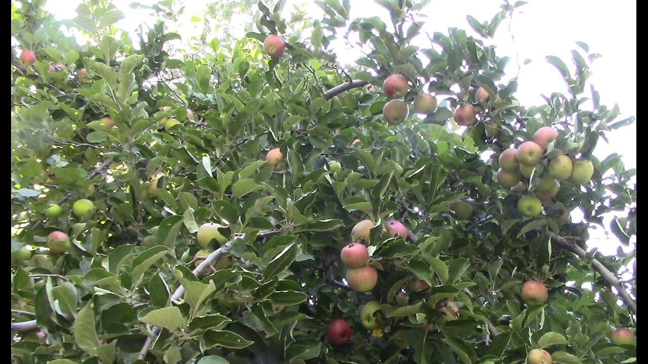 Apple Picking and Dehydrating